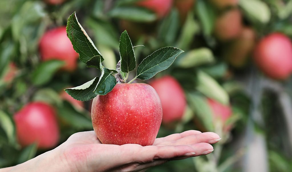 快速增加回头客的10大绝招 3 apple 2788662 1920