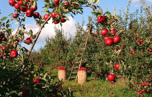 内容营销策略成功的秘诀:80%的时间用于内容推广,而不是内容创作。 3 apples g2a4ad41e1 640
